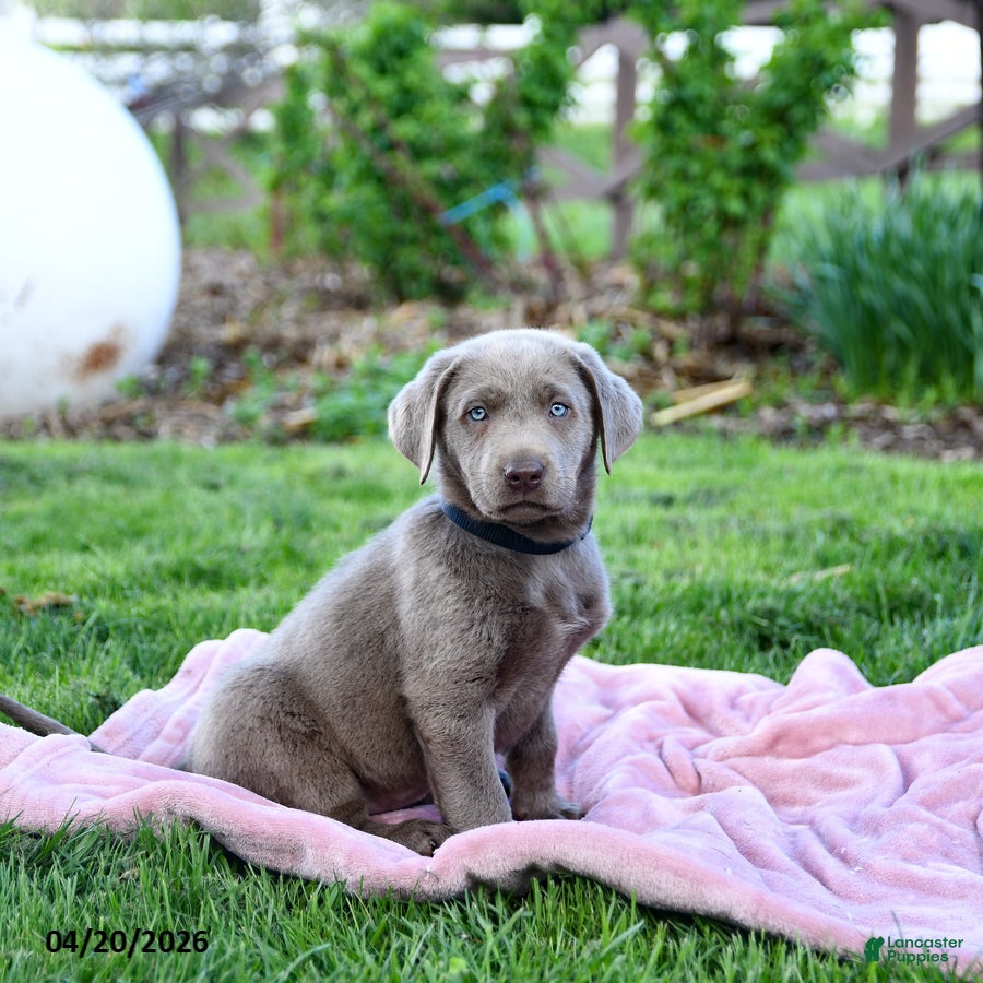 Labrador Retriever dogs Eddie - Ad 1