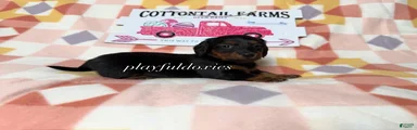  AKC Black & Tan Long Haired Female Dachshund ALL Clear