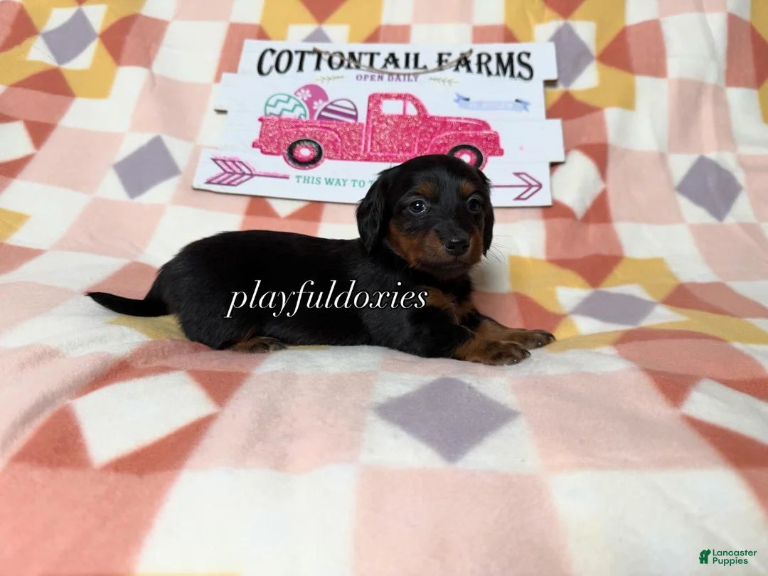 Dachshund dogs for sale:  AKC Black & Tan Long Haired Female Dachshund ALL Clear - Ad 1