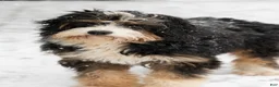 Bernedoodle dogs for sale: Bernedoodle 5 - Ad 2