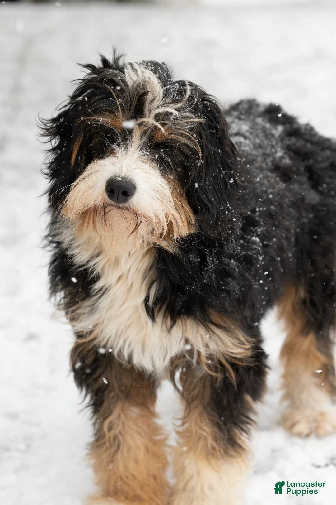 Bernedoodle dogs for sale: Bernedoodle 5 - Ad 2