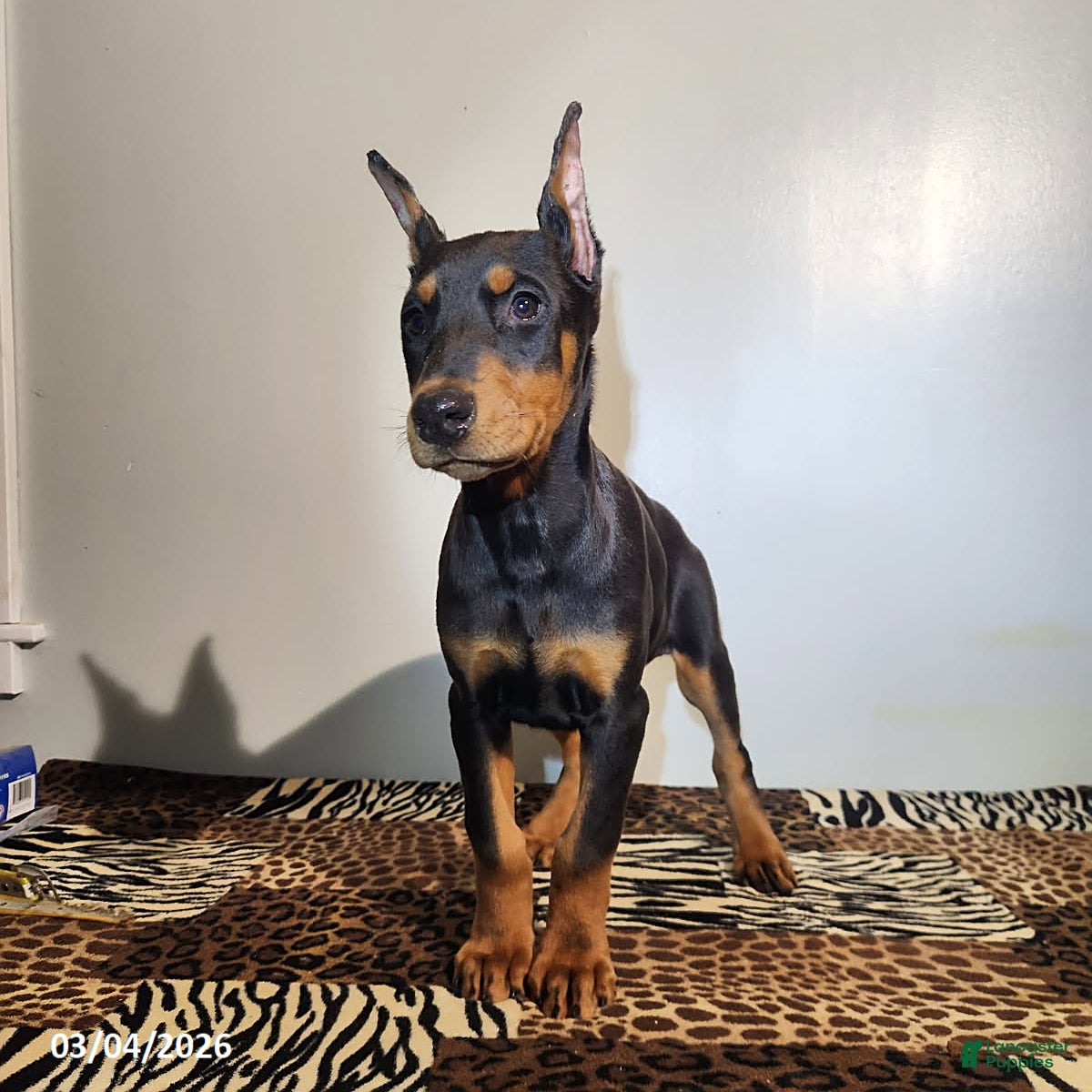 Doberman Pinscher dogs Rolex - Ad 2