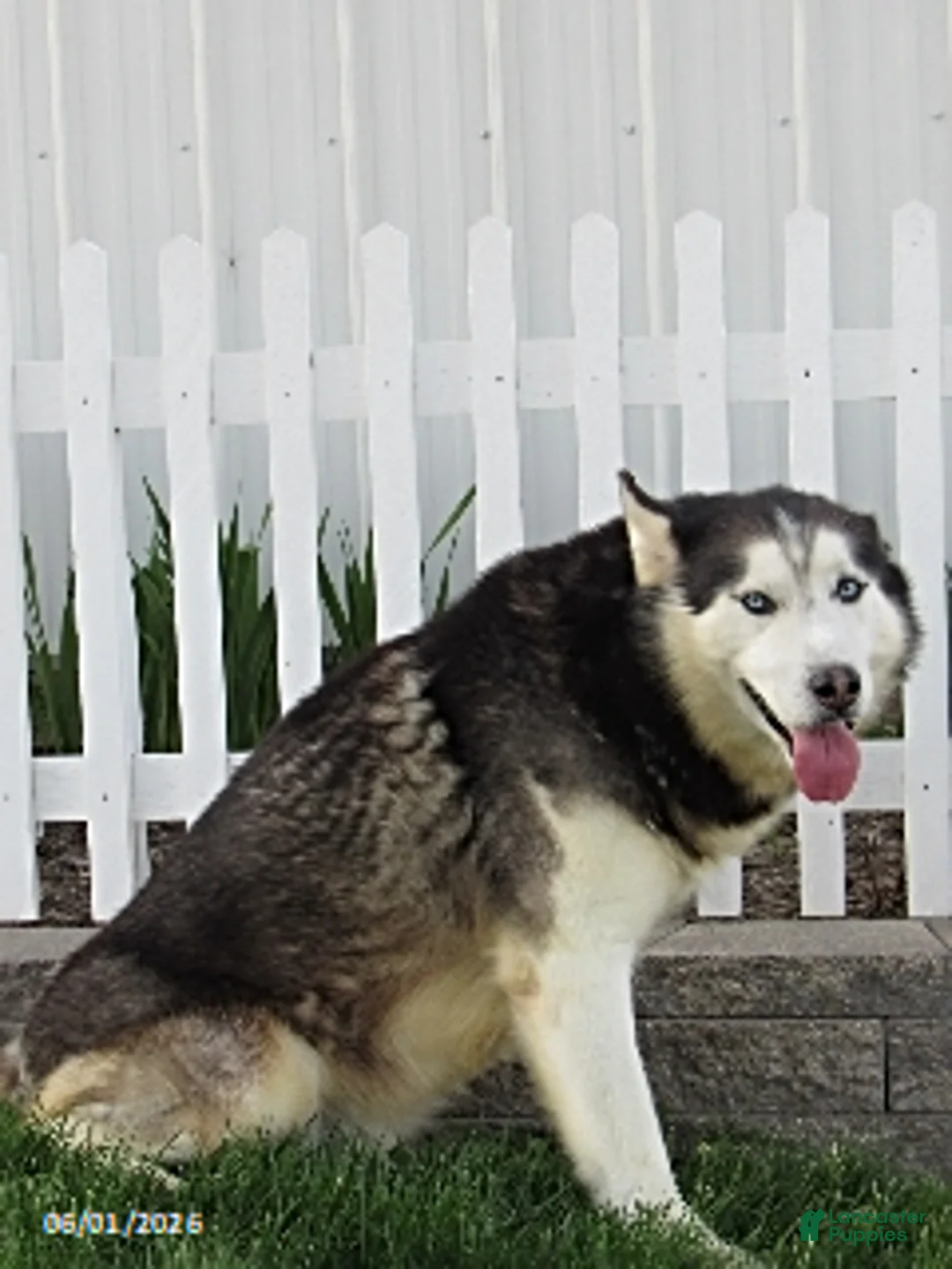 Siberian Husky dogs for sale: Blazer - Ad 5