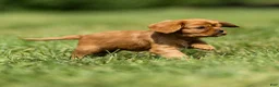 Cavalier King Charles Spaniel dogs for sale: Hazel Cavalier King Charles Spaniel  - Ad 11