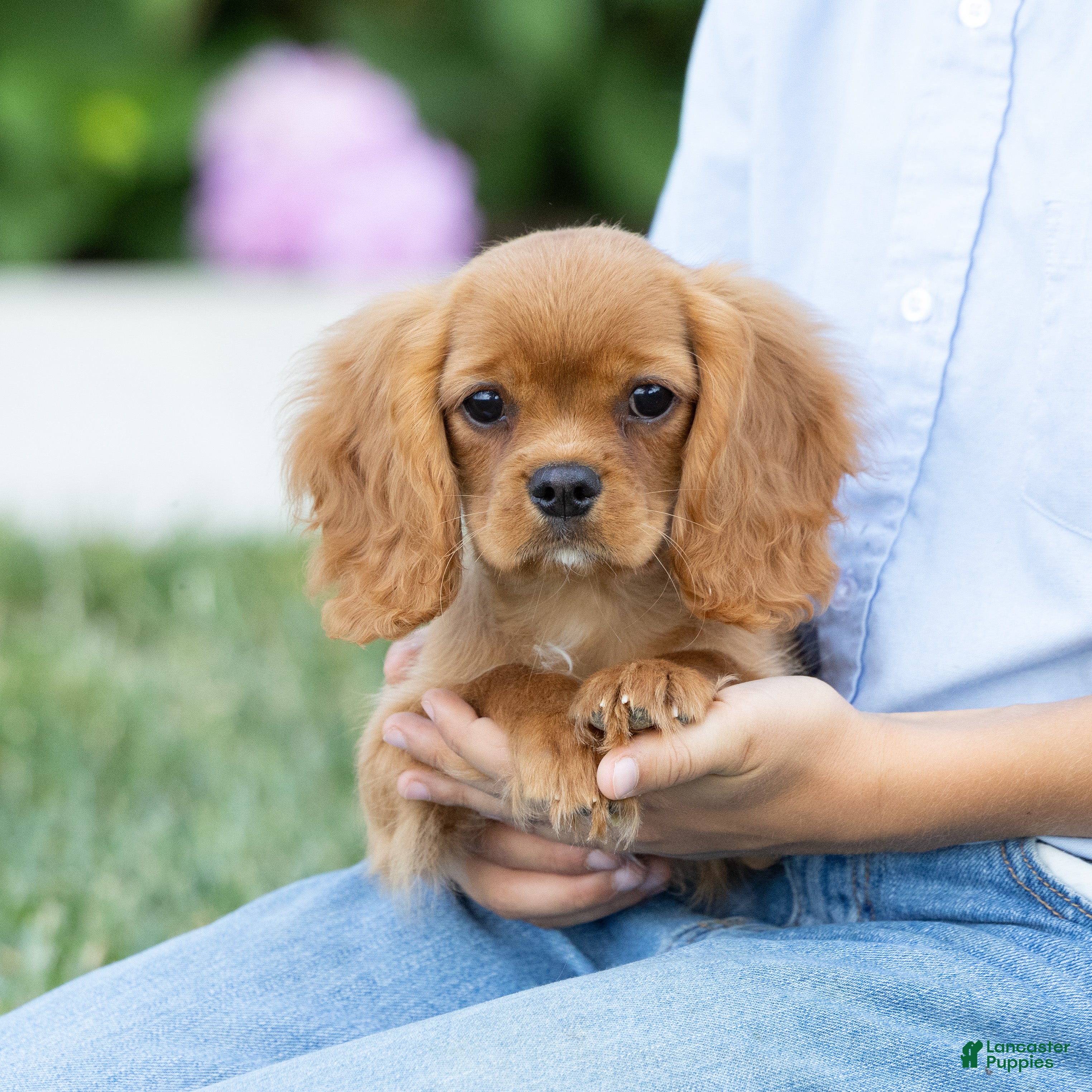Cavalier King Charles Spaniel dogs Zephyr - Ad 2