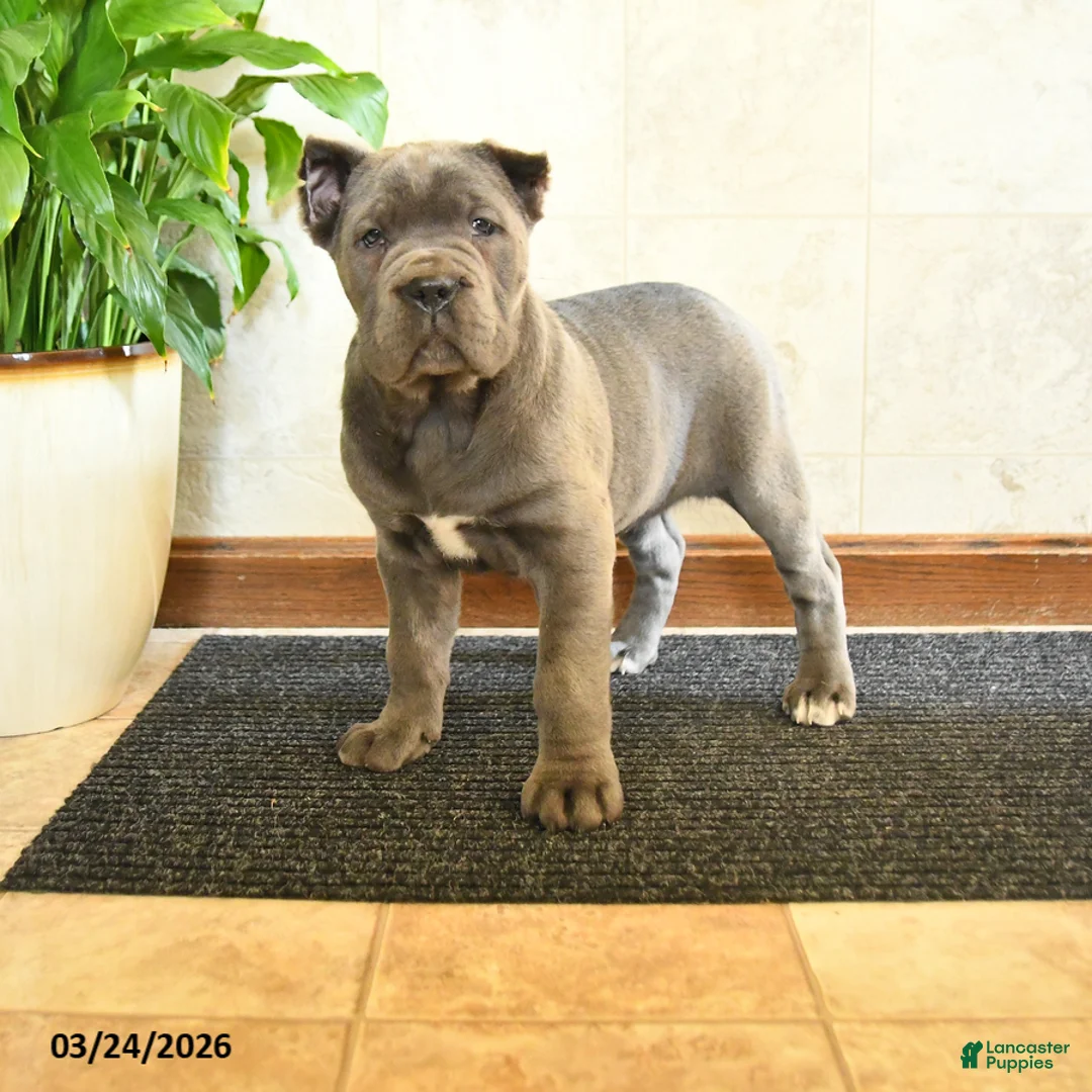 Cane Corso dogs for sale: Wren - Ad 2