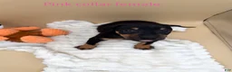 Doberman Pinscher dogs for sale: black/rust female pink collar 🩷 - Ad 4
