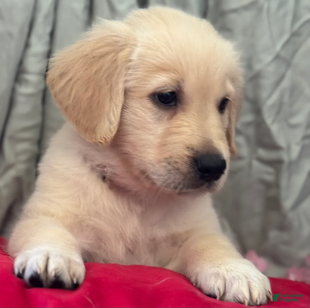 Mixed Breed dogs for sale: Red Collar - Ad 2