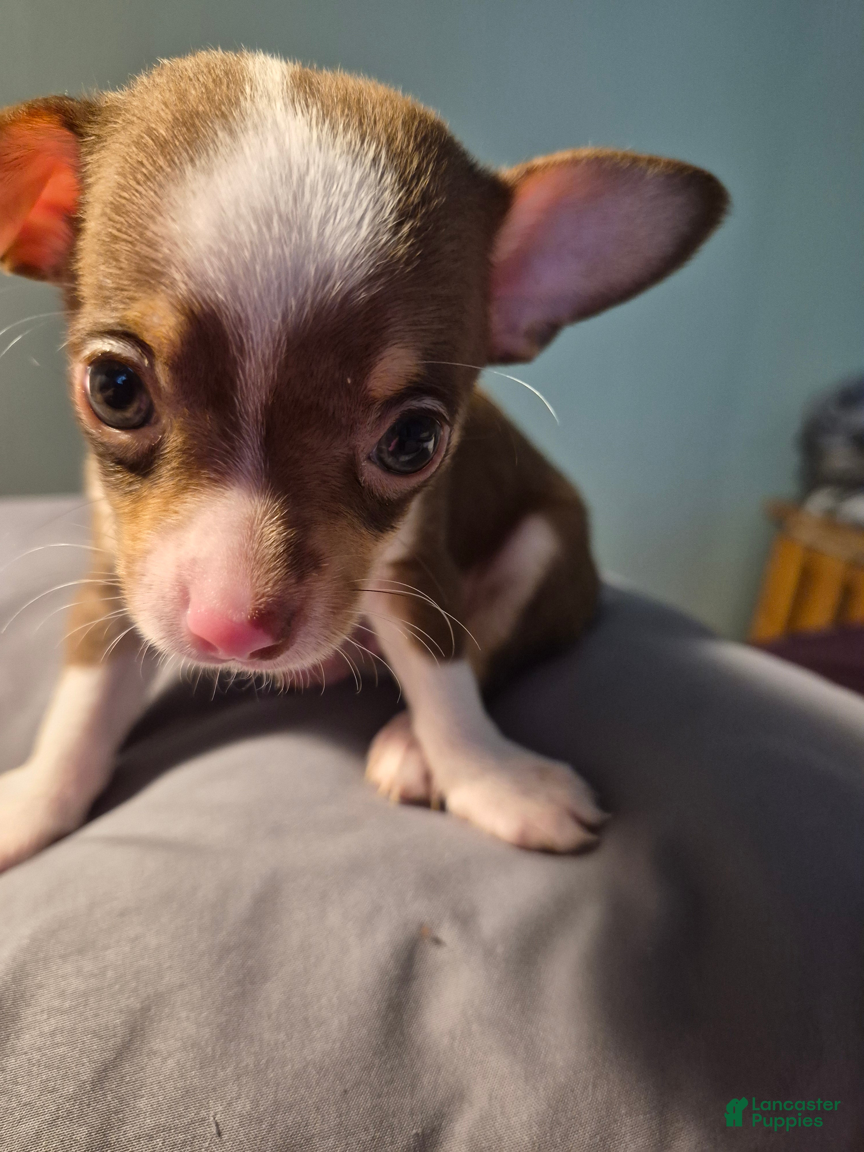 Chihuahua dogs for sale: Chihuahua 2 - Ad 1