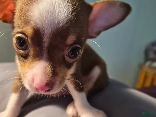 Chihuahua dogs for sale: Chihuahua 2 - Ad 1