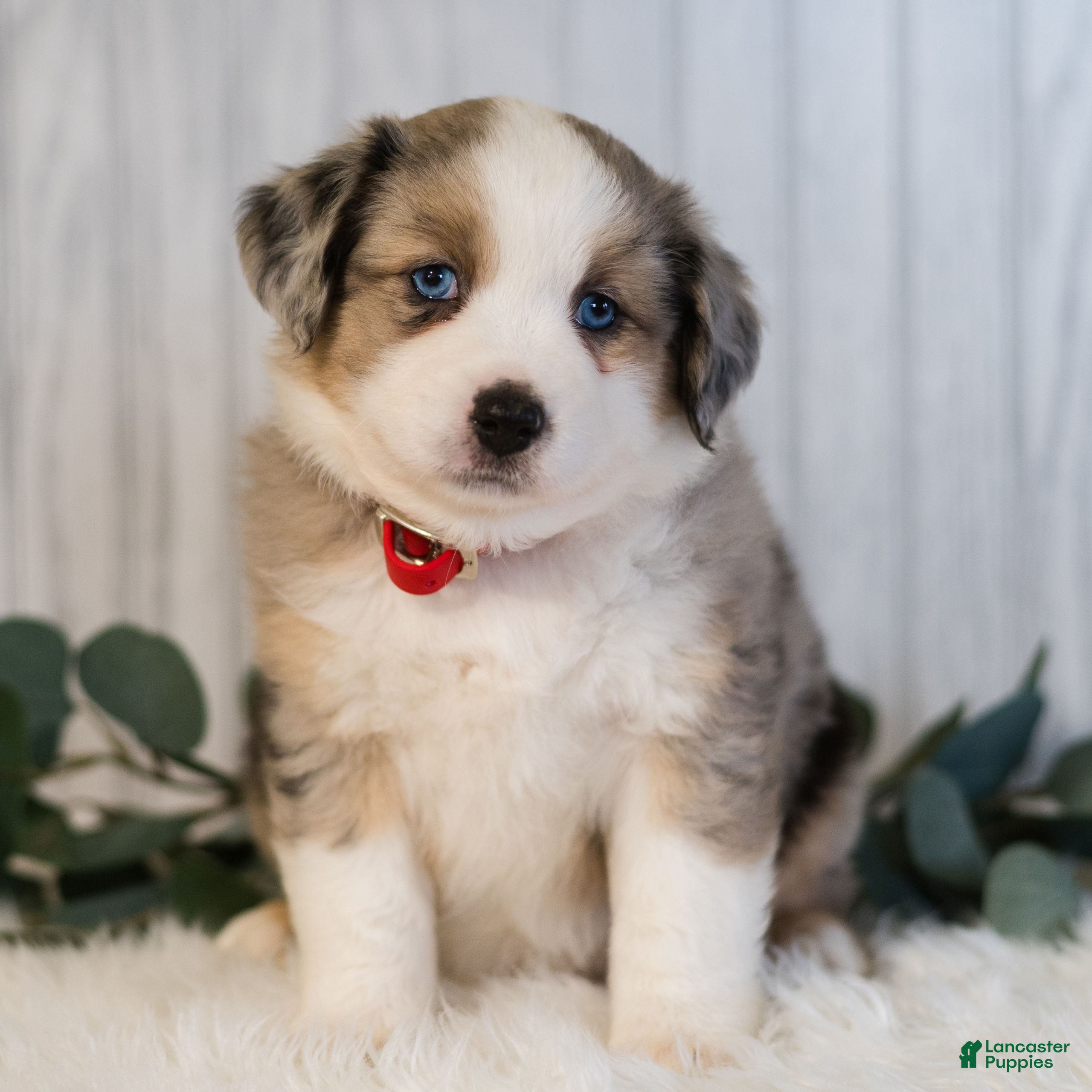 Miniature Australian Shepherd dogs Ginger  - Ad 1