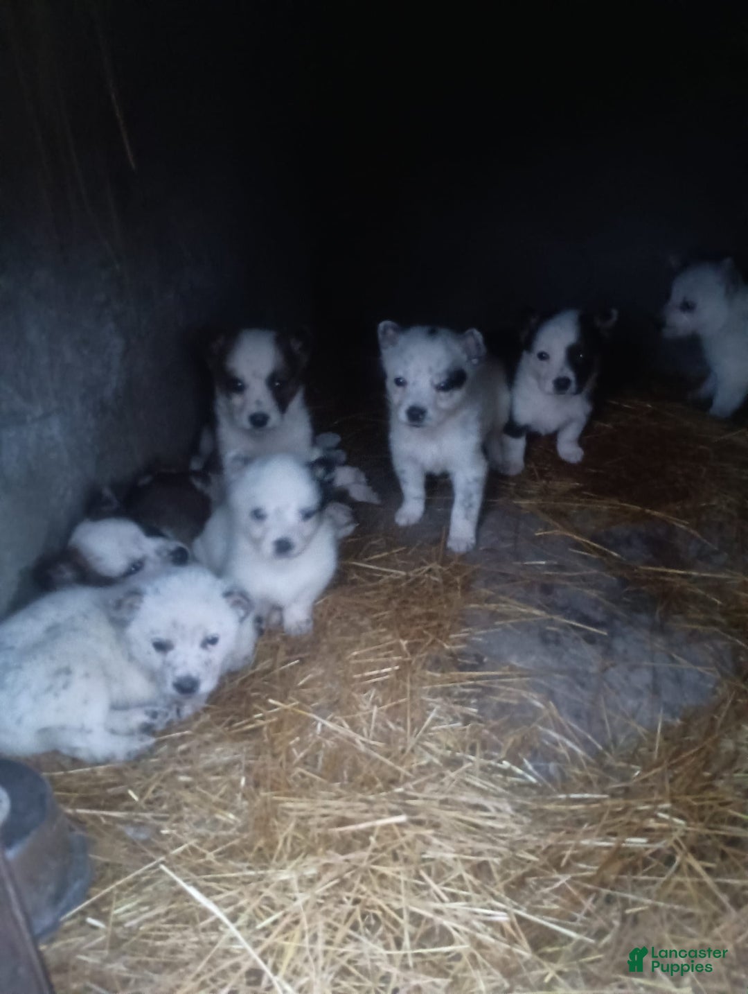 Gallery Image {{count}}