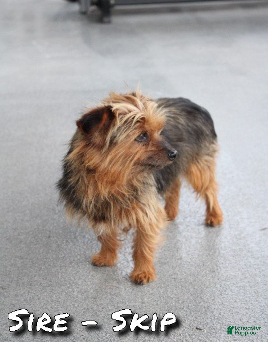 Yorkshire Terrier dogs for sale: Abby - Ad 9