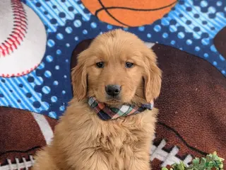 Golden Retriever dogs Corben - Ad 15