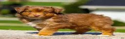 Miniature Australian Shepherd dogs for sale: Iyla - Ad 1