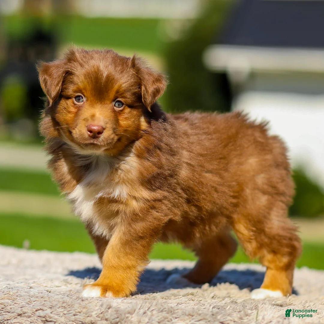Miniature Australian Shepherd dogs for sale: Iyla - Ad 1