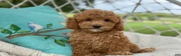 Cavapoo dogs for sale: Coco - Ad 5