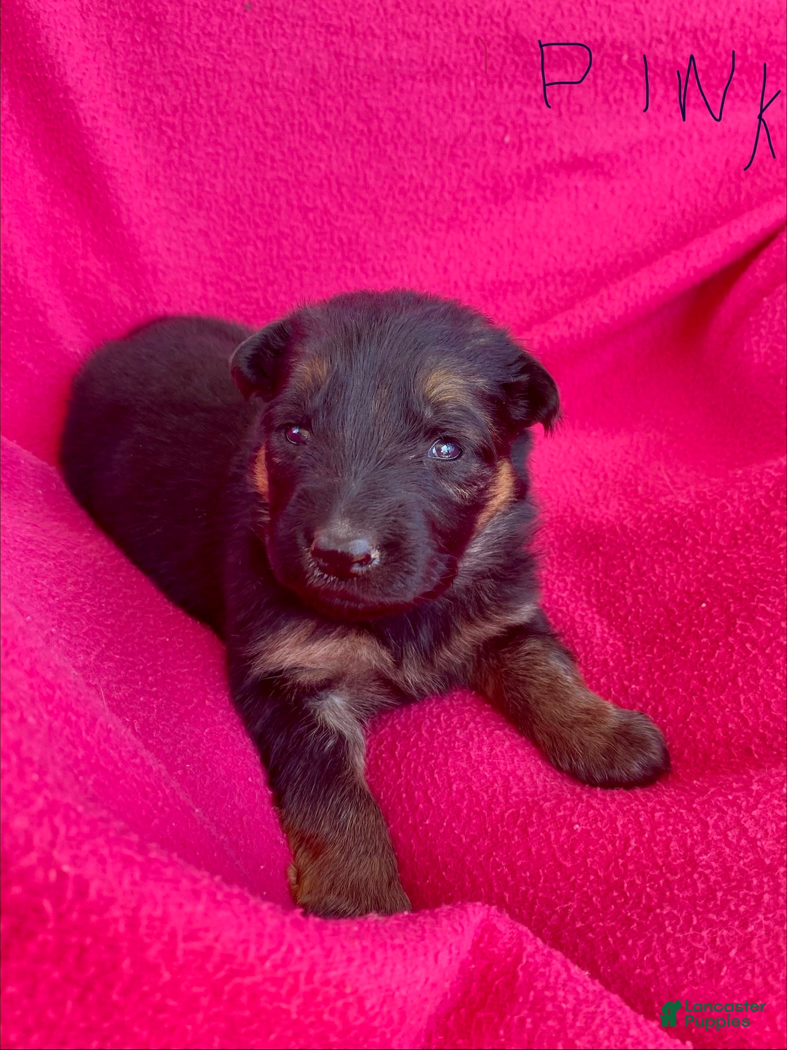 German Shepherd dogs German Shepherd Puppy 3 - Ad 23