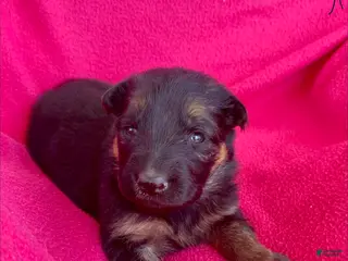 German Shepherd dogs German Shepherd Puppy 3 - Ad 23