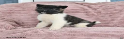 Akita dogs for sale: Flame - Ad 1