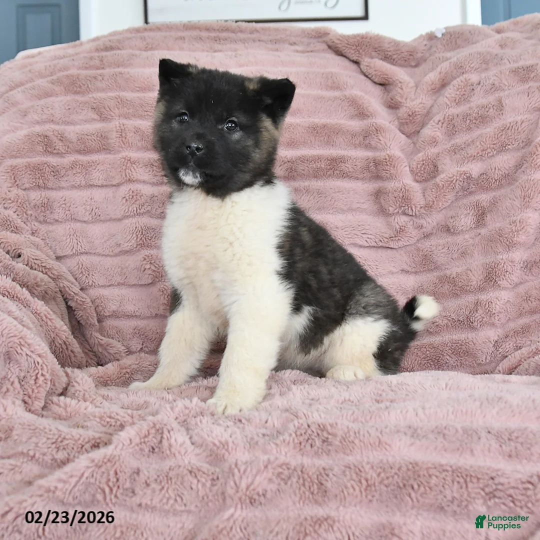 Akita dogs for sale: Flame - Ad 1
