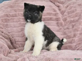 Akita dogs for sale: Flame - Ad 1