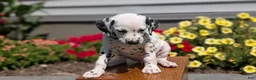 Dalmatian dogs for sale: Chloe - Ad 5