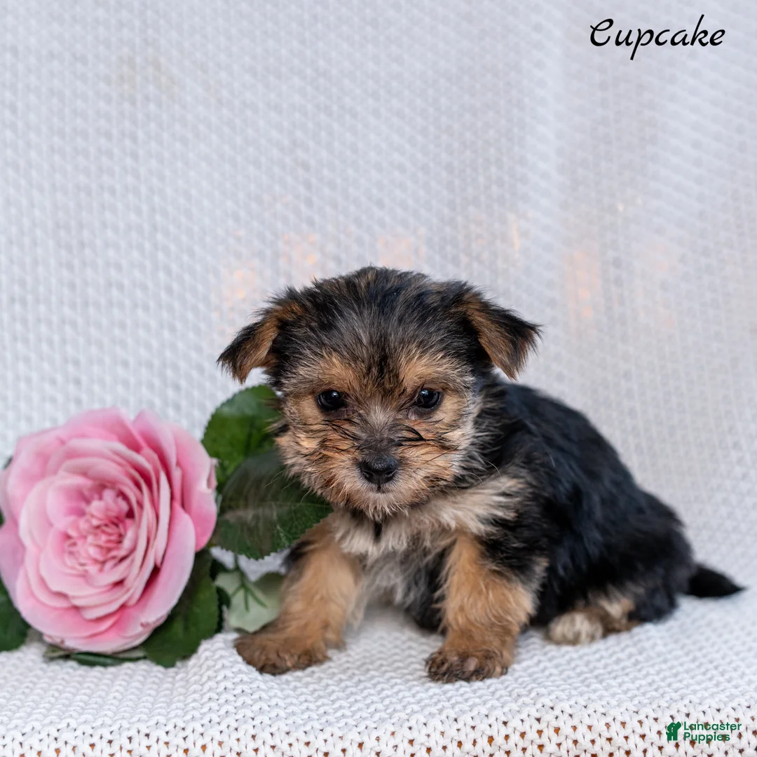 Morkie dogs for sale: Cupcake  - Ad 1