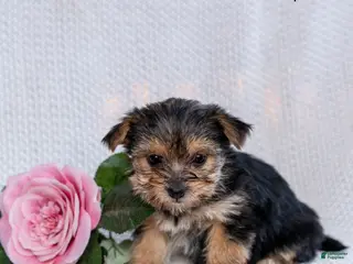 Morkie dogs Cupcake - Ad 18