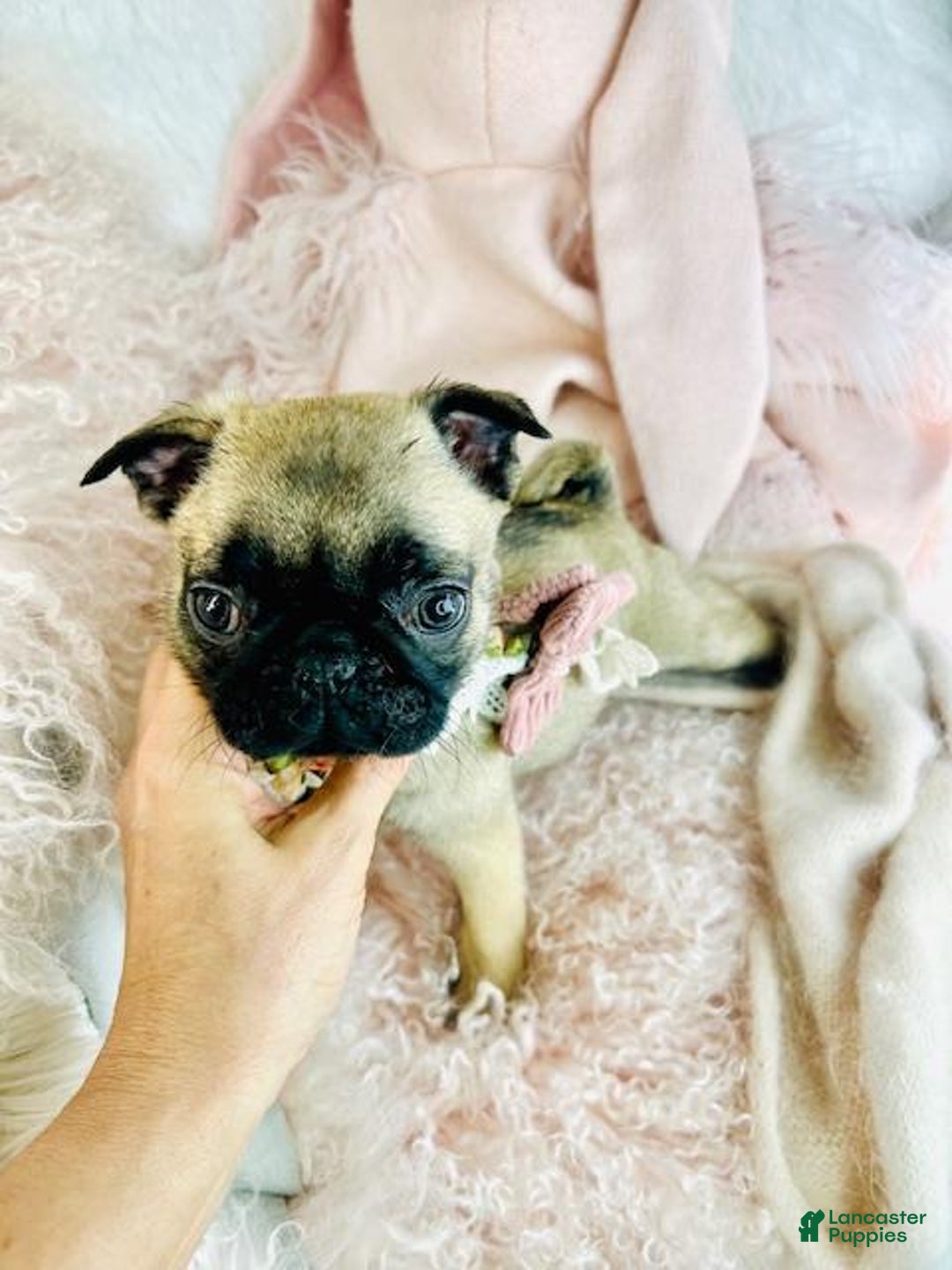 Pug dogs for sale: Pug Puppy 1 - Ad 2