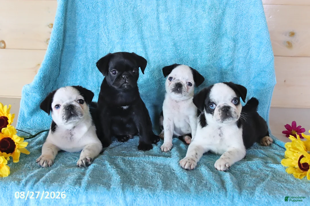 Pug dogs for sale: Sprinkle - Ad 2