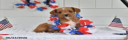 Toy Poodle dogs for sale: Scout - Ad 4