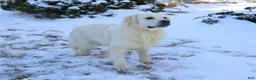 Golden Retriever dogs for sale: Nevada  - Ad 6