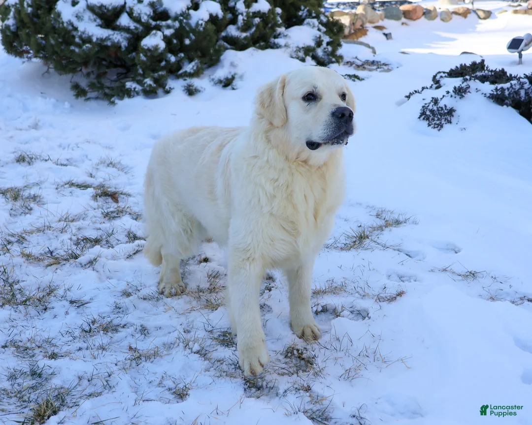 Golden Retriever dogs for sale: Nevada  - Ad 6