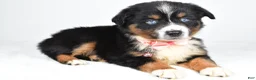Miniature Australian Shepherd dogs for sale: Olympia - Ad 3