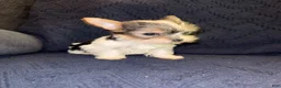 Yorkshire Terrier dogs for sale: Yorkshire Terrier 2 - Ad 2