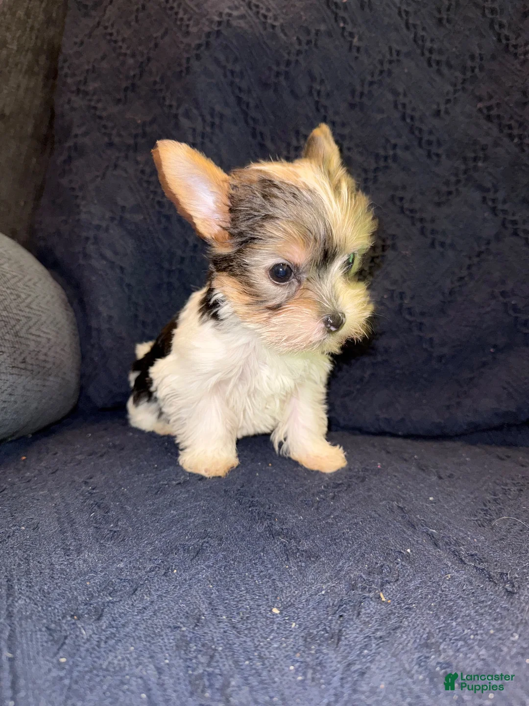 Yorkshire Terrier dogs for sale: Yorkshire Terrier 2 - Ad 2