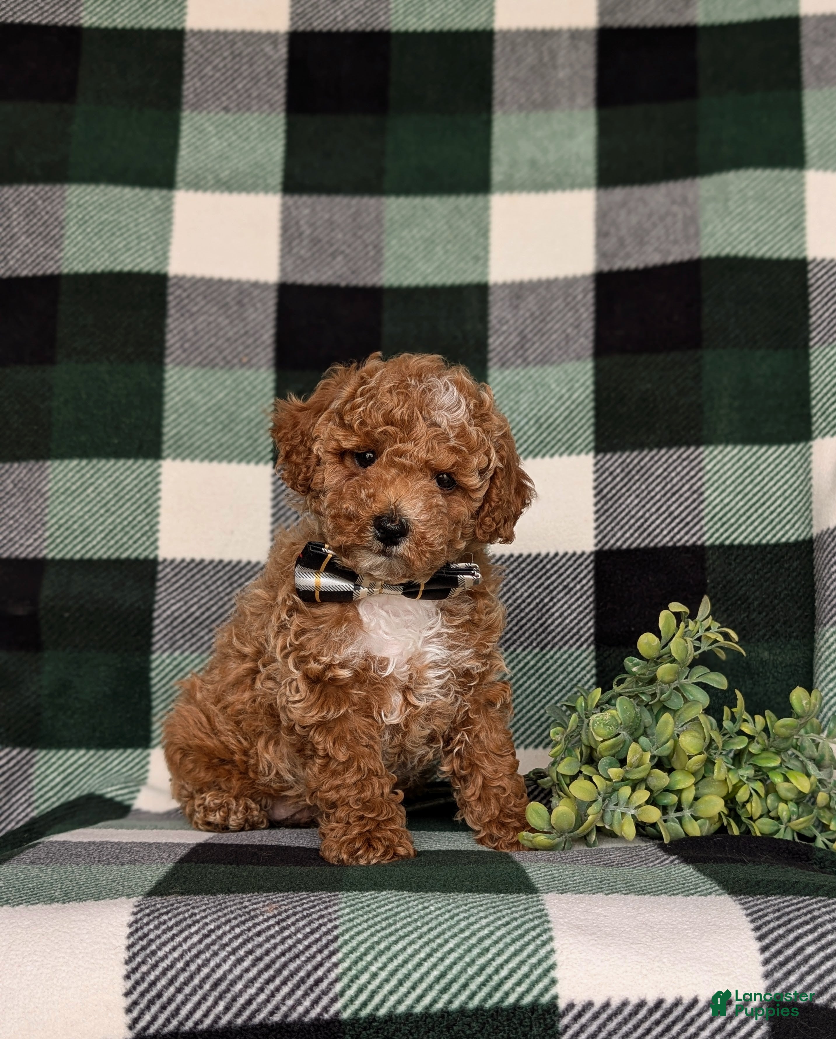 Miniature Poodle dogs for sale: Oakes - Ad 3