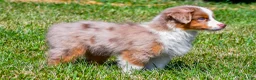Miniature Australian Shepherd dogs for sale: Noah - Ad 9