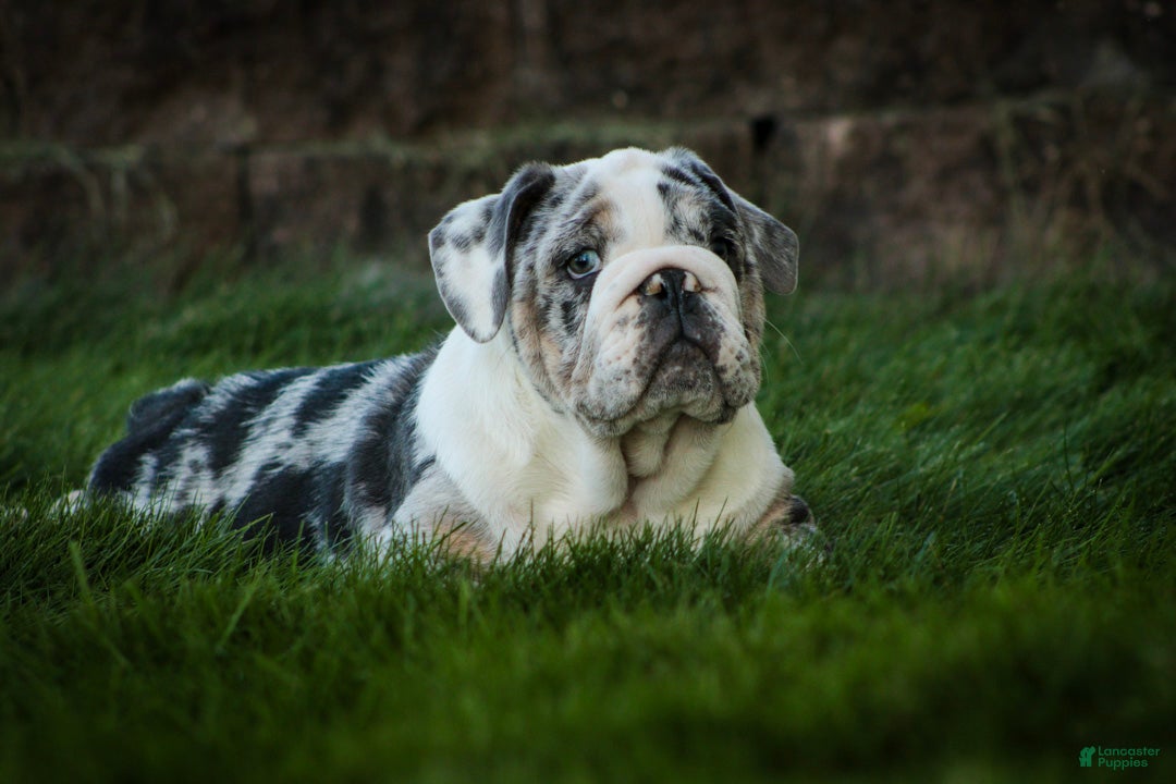 English Bulldog dogs Seth English Bulldog  - Ad 1