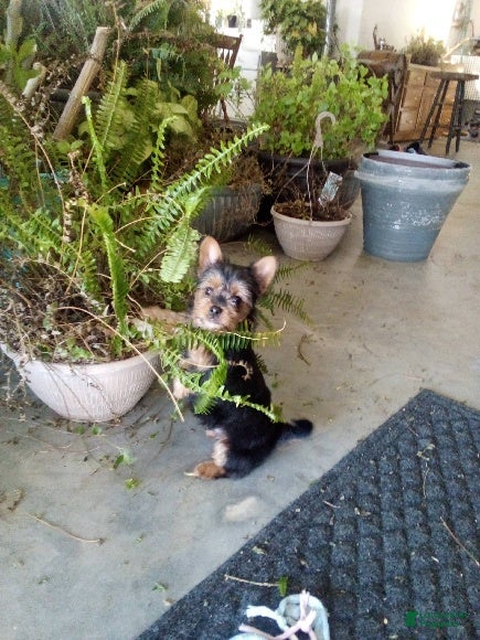 Yorkiepoo dogs Banjo - Ad 37