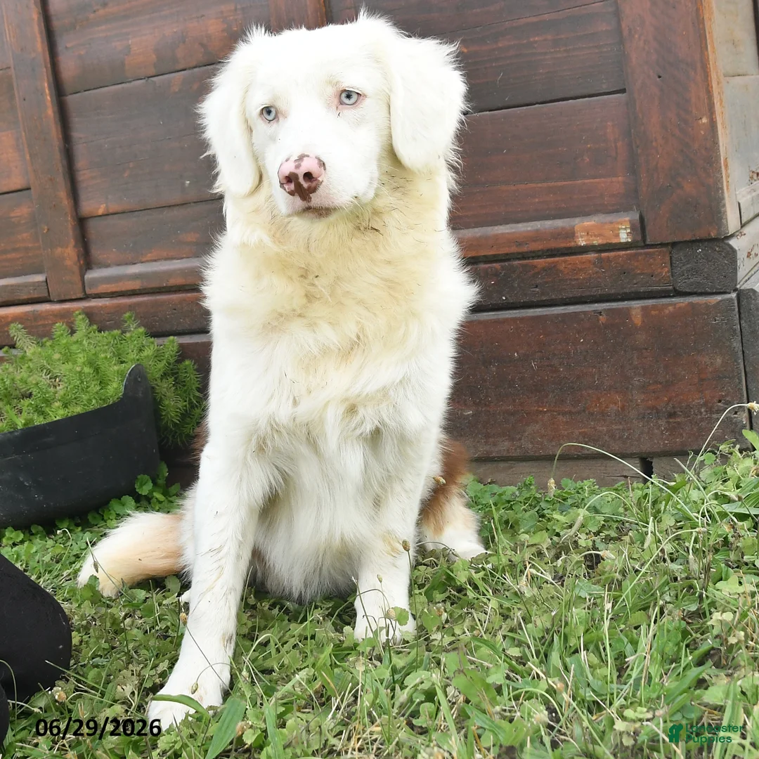 Australian Shepherd dogs for sale: Lewis - Ad 1
