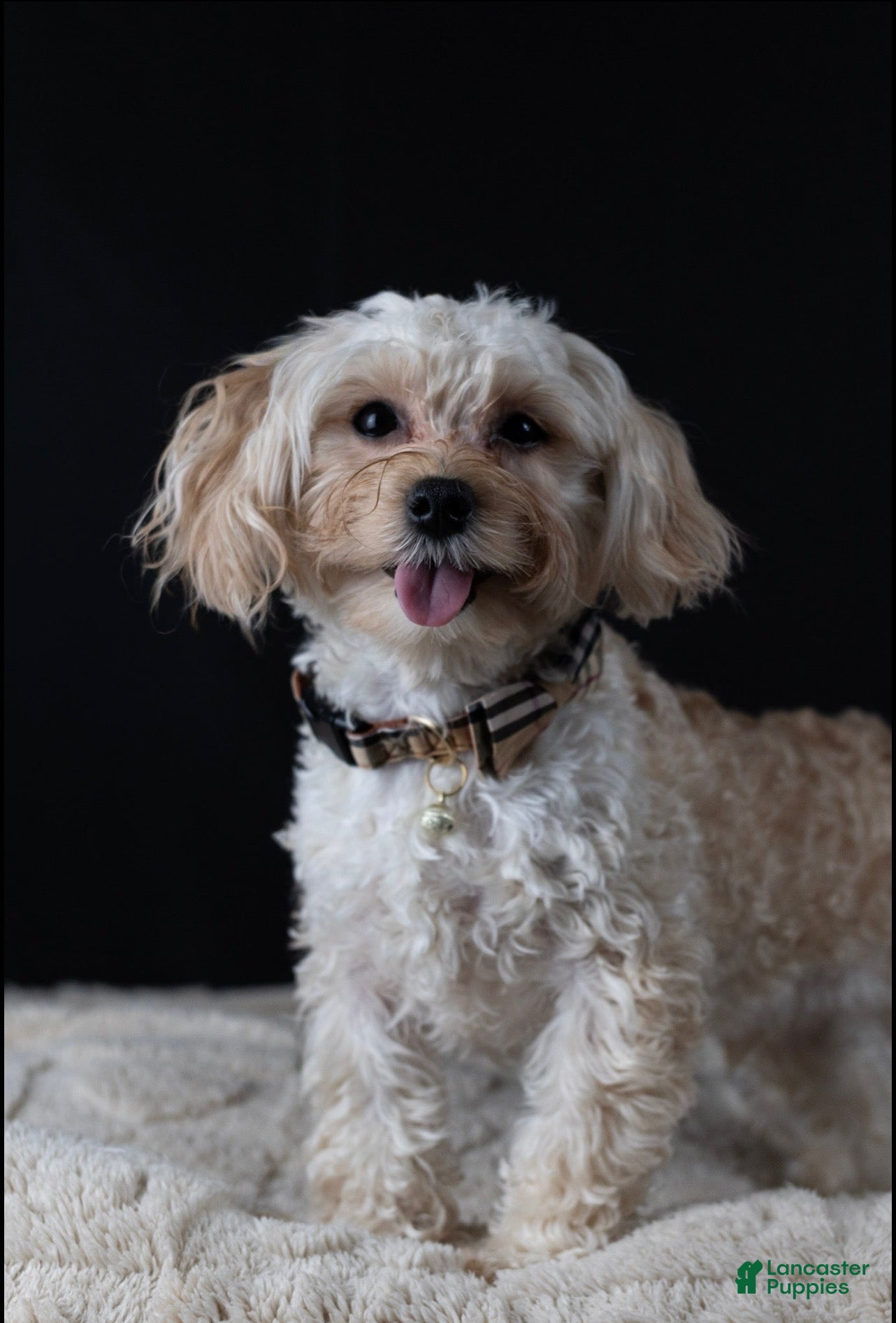 Maltipoo dogs Topaz - Ad 1