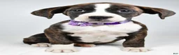 Boxer dogs for sale: Rose Boxer mix - Ad 6