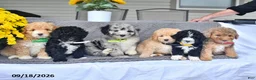 Mini Aussiedoodle dogs for sale: Ali   - Ad 5