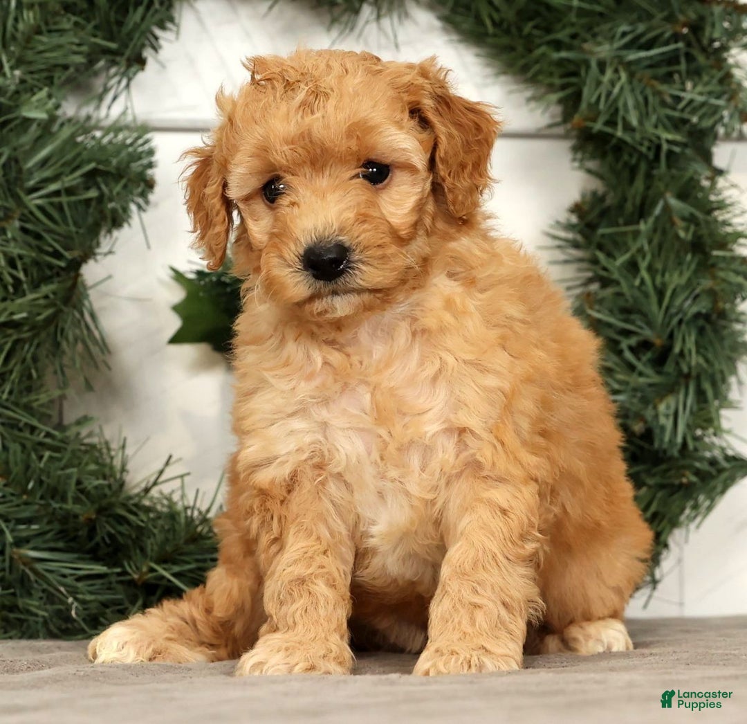 Mini Goldendoodle dogs for sale: Star - Ad 5