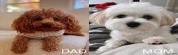 Maltipoo dogs for sale: Cupcake  - Ad 8