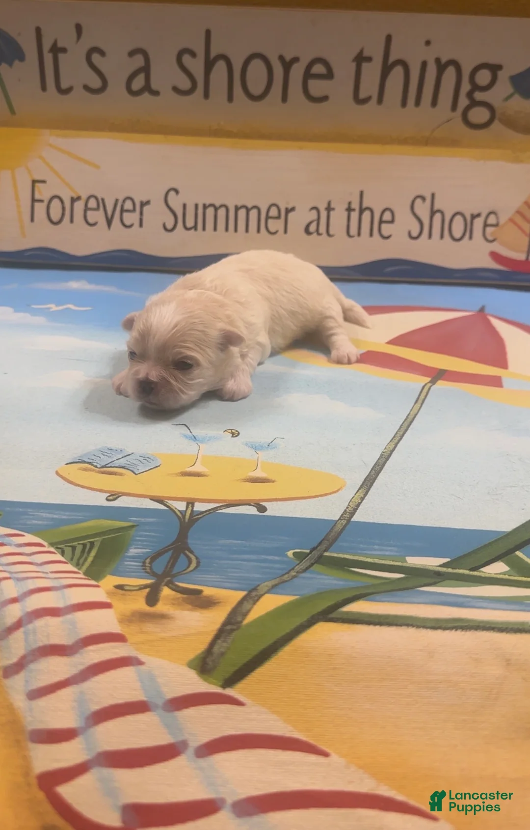 Shih Tzu dogs for sale: Shih Tzu 3 - Ad 5