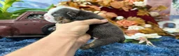 English Bulldog dogs for sale: Blues Clues - Ad 2