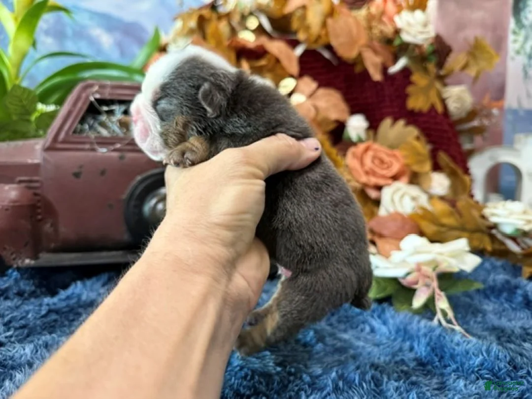 English Bulldog dogs for sale: Blues Clues - Ad 2